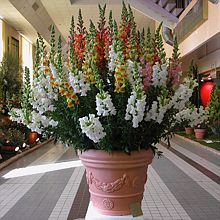 expo-fleurs 50