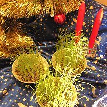 Noël de Nice et de Provence blé et lentilles de la Sainte Barbe