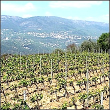 bellet-vignes