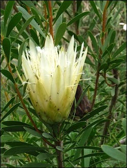Domaine du Rayol Journées Portes Ouvertes avant Noël Le Rayol Canadel Var::Protea domaine-rayol