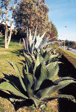 agaves.jpg