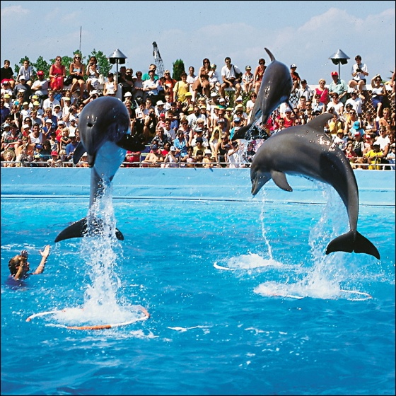 Le spectacle des dauphins au Parc MarineLand d'Antibes marineland