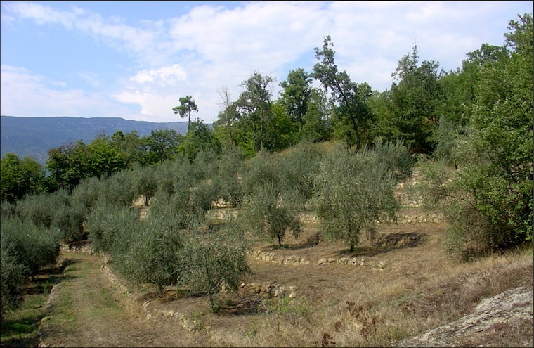 aop-olive-lg