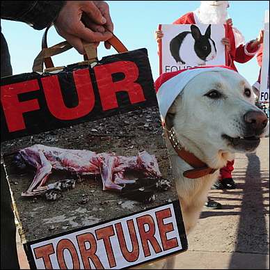 fourrure-torture