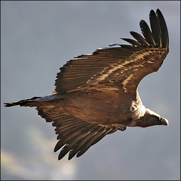 vautour-fauve