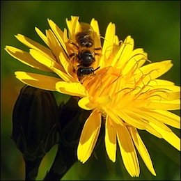 abeille-pissenlit