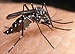 philaedes-albopictus