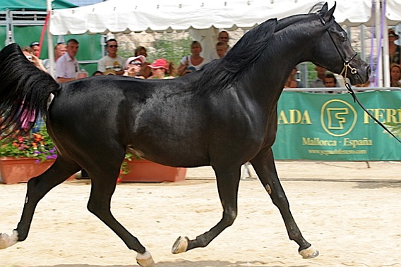 16ème Championnat du Pur-Sang Arabe de la Méditerranée et des Pays Arabes cheval-arabe