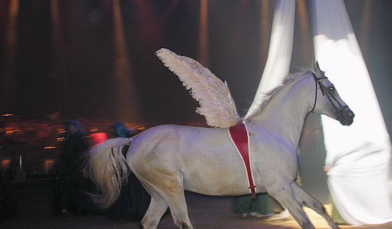 Lucio le rêve de l’âne d’or Opéra Cirque gruss-pegase
