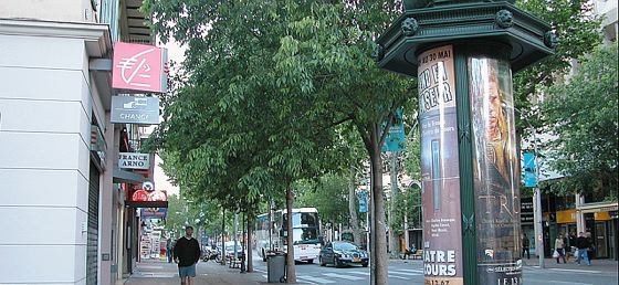 Le premier arbre de retour avenue Jean Médecin medecin-arbres