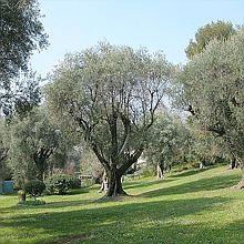 Cagnes près de Nice Les oliviers de Renoir 