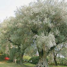 Les oliviers de Renoir à Cagnes sur Mer Alpes-Maritimes