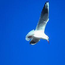 NICE Exposition Oiseaux de nos rivages au Parc Phoenix 