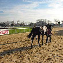 Hippodrome de Cagnes près de Nice Le parcours de la femme dans la filière équine en débat