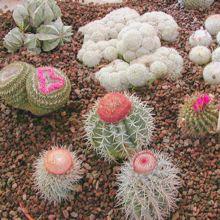 NICE Bourse aux Plantes au Jardin Botanique 