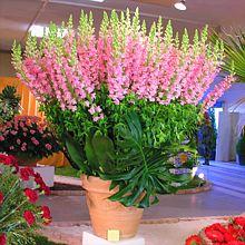 HAUT de CAGNES près de Nice Expo Fleurs 2007 La symphonie florale 