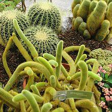Près de Nice Monaco Expo Cactus Jardin exotique de Monaco