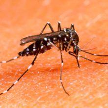 NICE Santé C'était bien la dengue à la Trinité