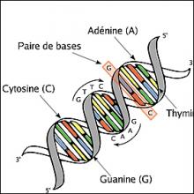 NICE L'ADN et les énigmes judicaires