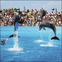 Antibes près de Nice Marineland saison 2008 réussie et projets en cascade