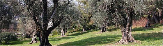 Les collettes domaine Renoir