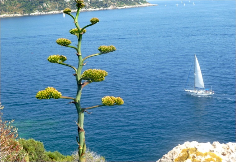 Sortie littorale pédestre au Cap de Nice avec le CDMM