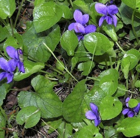 violette-sq