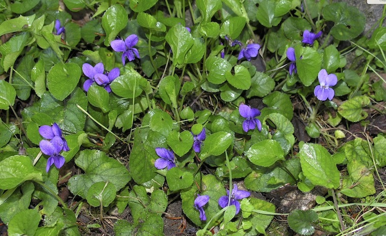 Journées autour de la Violette à Tourrettes sur Loup