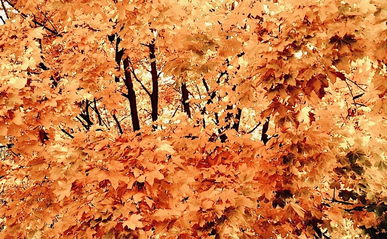 En Novembre 2025, Fêtes, Manifestations et Salons à ne pas manquer sur la Côte d’Azur et Monaco