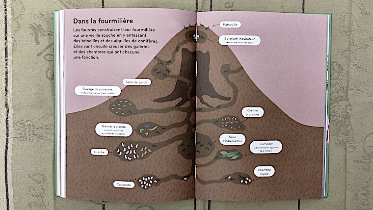 Insectorama, Le monde fascinant des Insectes par Lisa Voisard Nice RendezVous rayon Livres de Nature