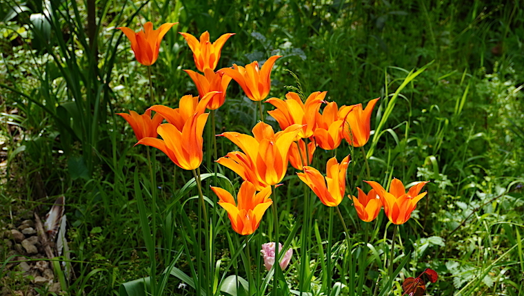 Dans Le Carnet de Nice RendezVous 2025 Semaine 39 - Plantez des bulbes !