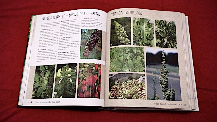 Plantes Sauvages Comestibles par François Couplan Nice RendezVous rayon Livres de Nature