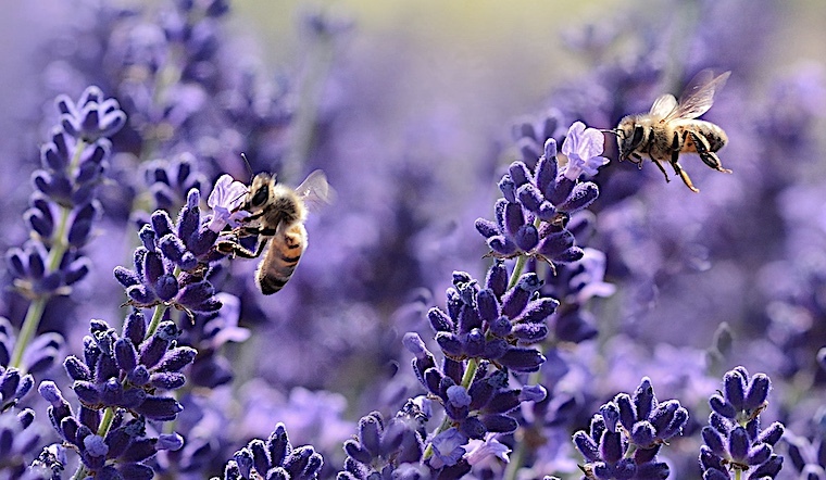 Dans le Carnet de Nice RendezVous 2023 Semaine 23 : Plantez des Fleurs pour les Abeilles !