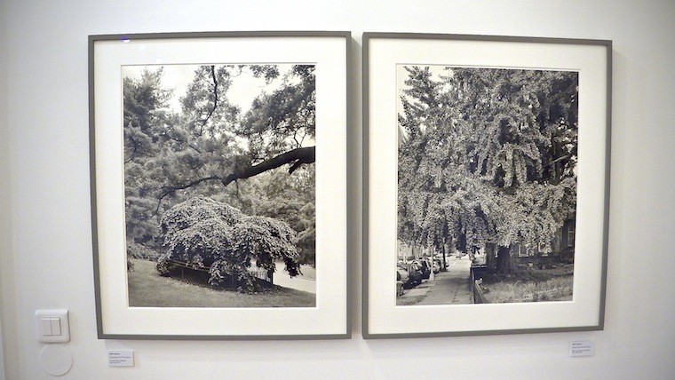 Mougins Exposition New York Arbor de Mitch Epstein au Musée de la Photographie André Villers arbor epstein lg2