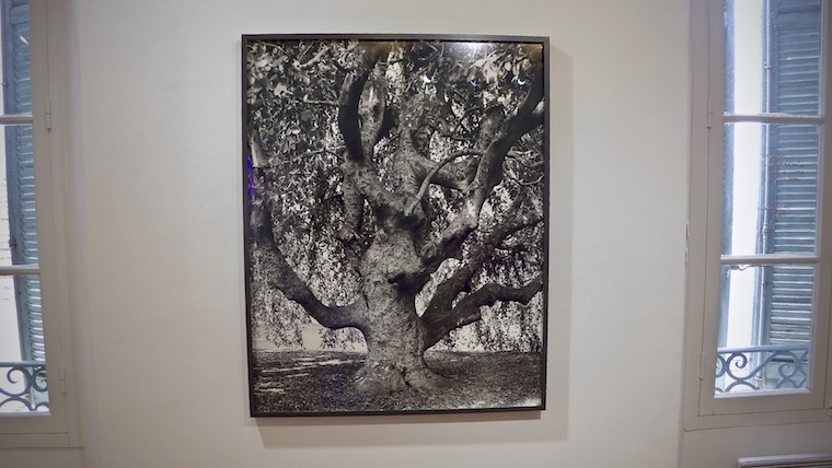 Mougins Exposition New York Arbor de Mitch Epstein au Musée de la Photographie André Villers arbor epstein lg3