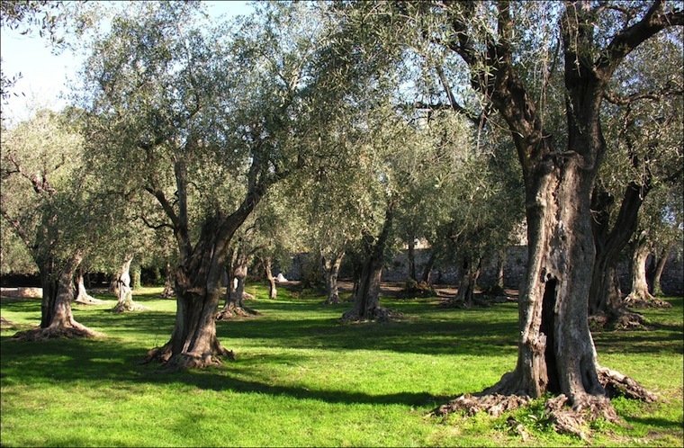 Concours Général Agricole 2019 Le Palmarès oléicole Alpes-Maritimes