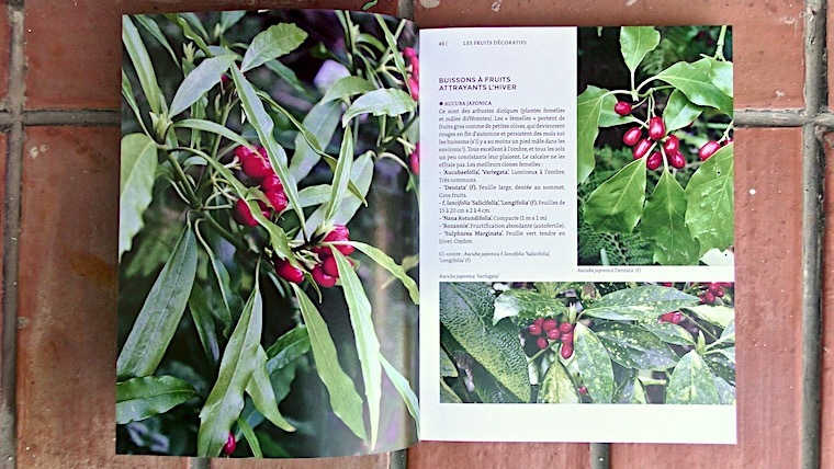 Toutes les Plantes Belles en Hiver aux éditions Ulmer Nice RendezVous rayon Livres