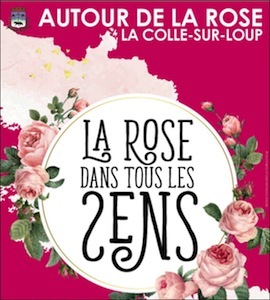 S19 19 rose