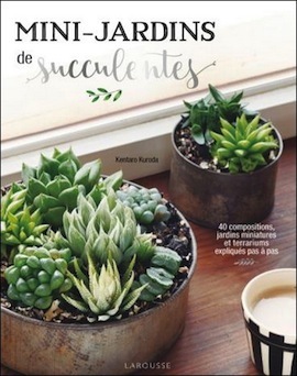 succulentes sq