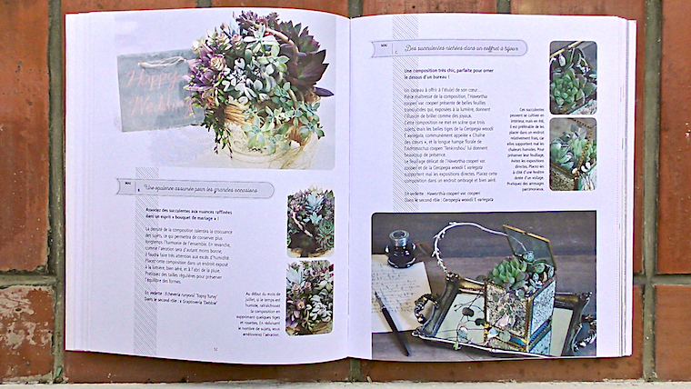 succulentes6