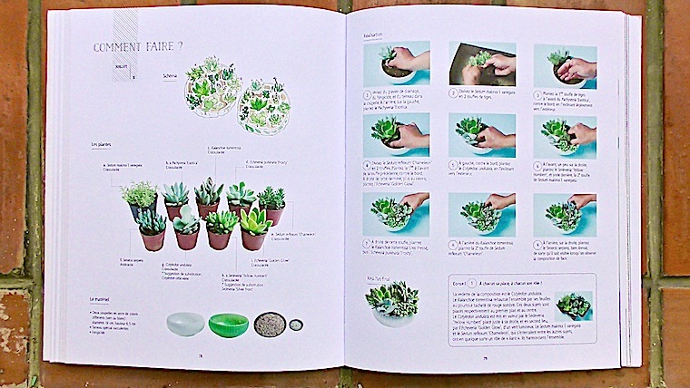 succulentes7