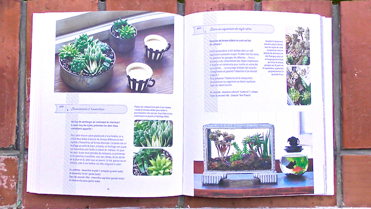 succulentes8