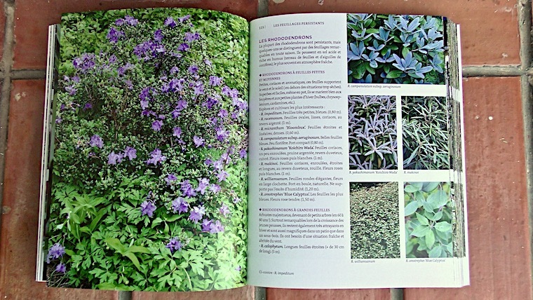 Plantes Belles 2