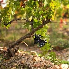S36 19 vendanges fete