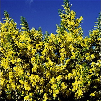 mimosa sq