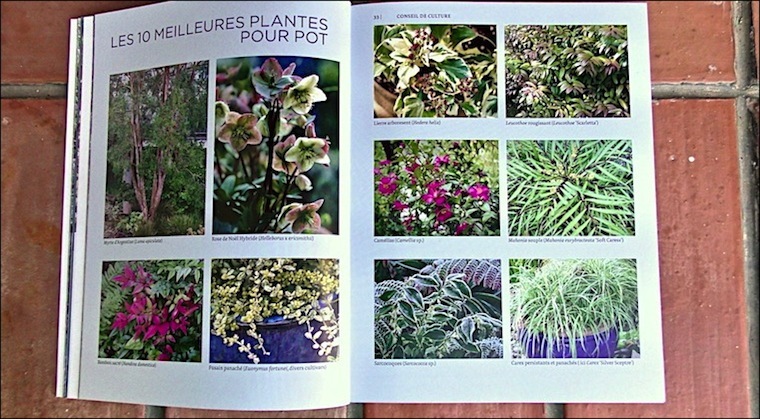 plantes hiver 5