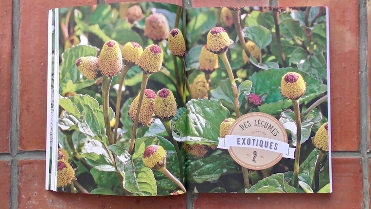 C’est Bon mais C’est Quoi ? 60 légumes étonnants pour son potager Nice RendezVous rayon Livres