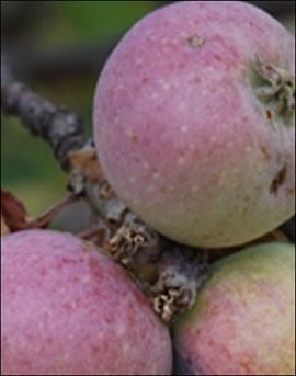 ramene pomme sq