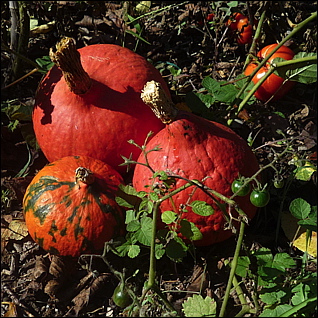 bourse-plantes-2010