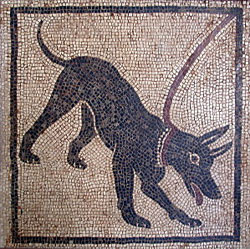 cave-canem